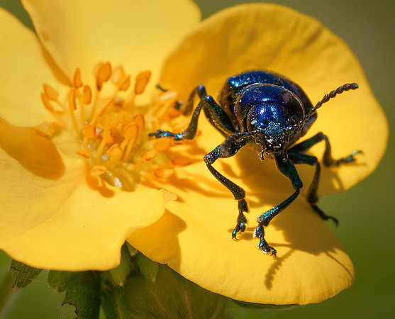 Dogbane Beetle-Chrysochus auratus47