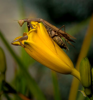Praying Mantis Face ws