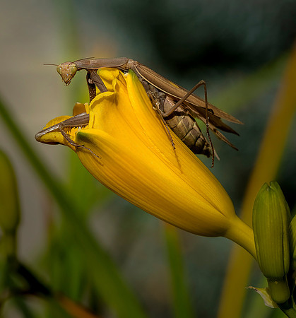 Praying Mantis Face ws
