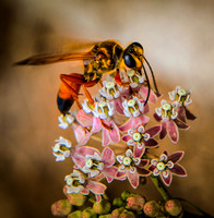Jim Shane.Great Golden Digger Wasp