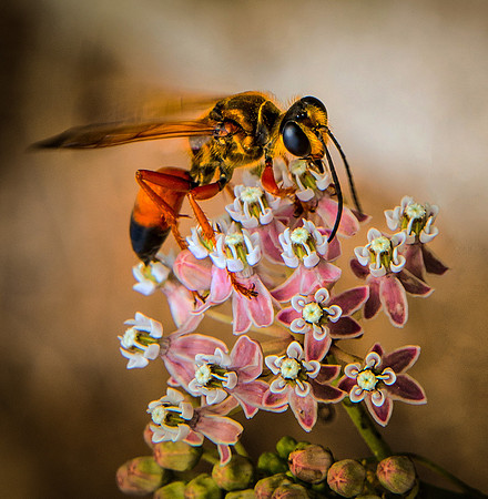 Jim Shane.Great Golden Digger Wasp
