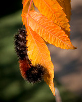 Wooly Bear - Pyrrharctia isabella - Isabella Tiger Moth 07
