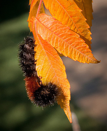 Wooly Bear - Pyrrharctia isabella - Isabella Tiger Moth 07
