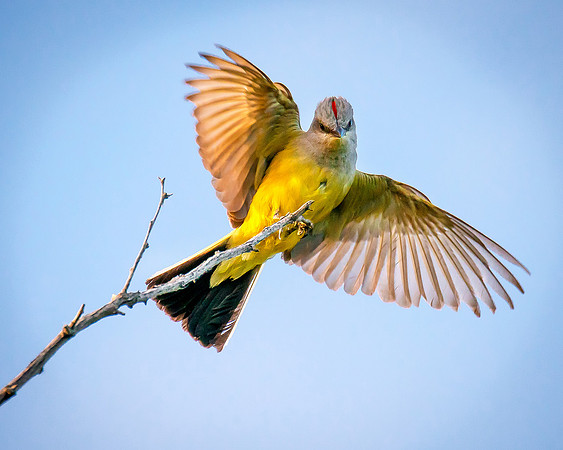 Western Kingbird