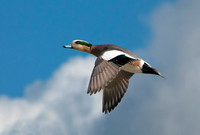 _DSC7265_0028 ws