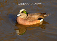 Ducks....A through L