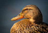 Jim Shane.Duck Face