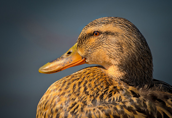 Jim Shane.Duck Face