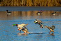 Landing Mallards ws