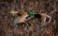 Mallard Couple