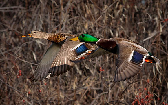 Mallard Couple