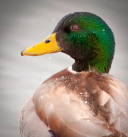 Mallard in Snow
