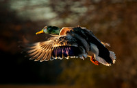 _DSC0505_2156 ws