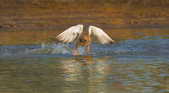 DSC_4290 copy