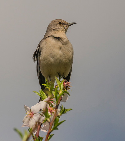 Northern Mockingbird