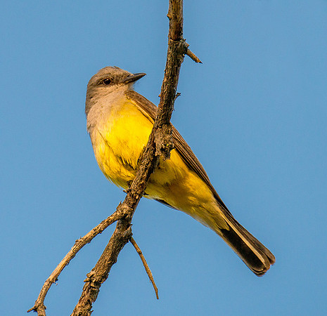 Kingbird