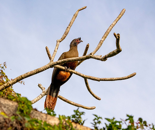 Rufous-bellied Chachalaca tree ws