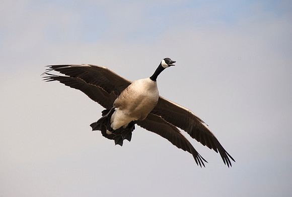 4 Winged Double Deck Goose ws