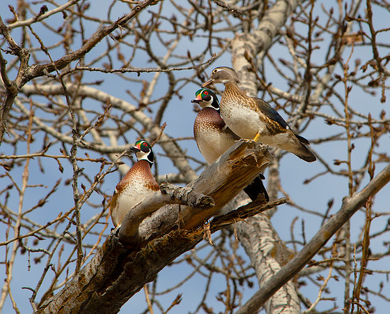 DSC_9545 ws