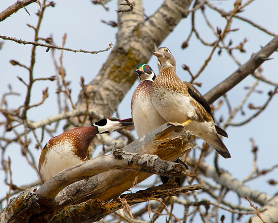 DSC_9549 ws
