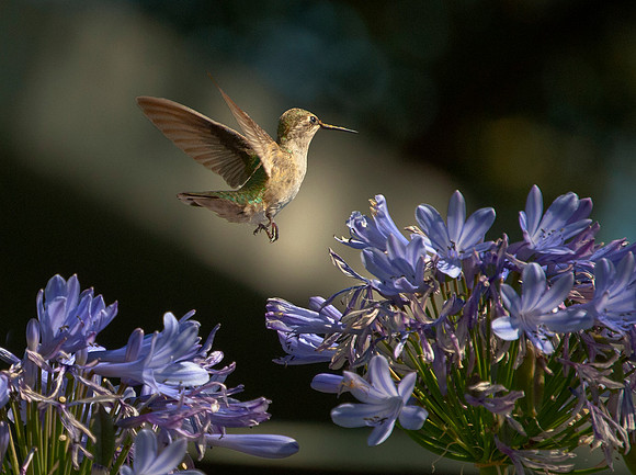 hummingbird_0029 ws