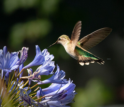 hummingbird_0030 ws