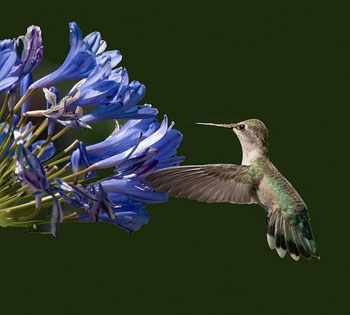 hummingbird_0033 ws