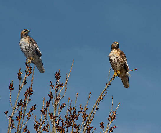 Juve Red Tail_10