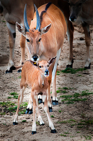 Wild Animal Park_0023