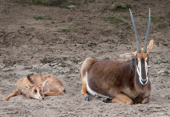 Wild Animal Park_0019