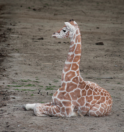 Wild Animal Park_0029