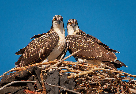 Osprey-Pandion haliaetus066