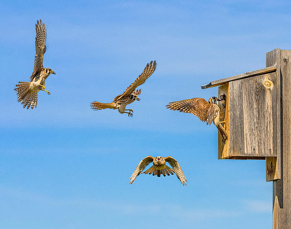 Kestrel Box Composite WS