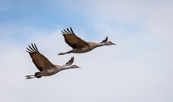 Pair of Sandies ws