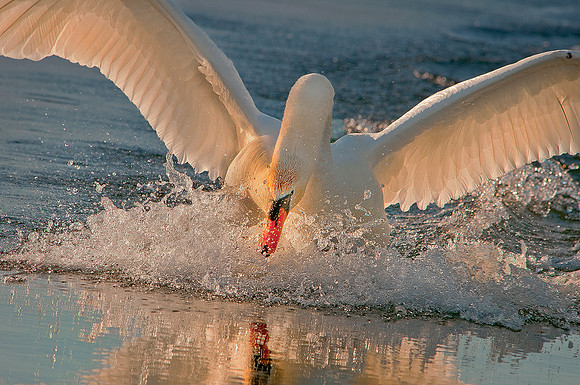 Three Rivers Ranch Swans ws