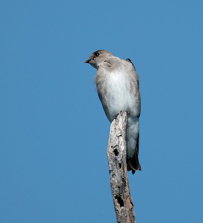Western Rough-winged Swallow ws