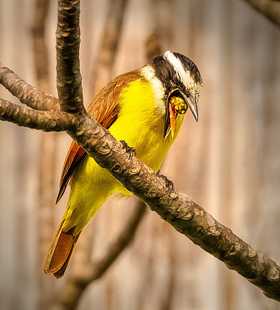 Great Kiskadee puke group 2 ws