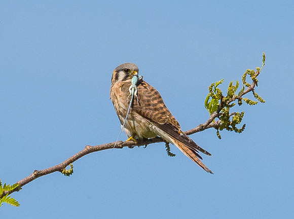 DSC_9927