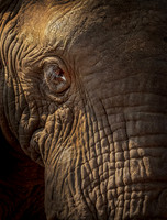 Elephant cu eye ws