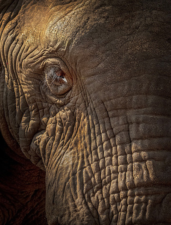 Elephant cu eye ws