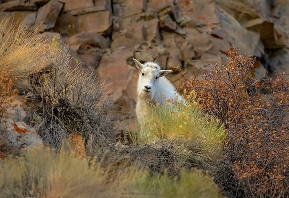 Mt Goat Baby ws