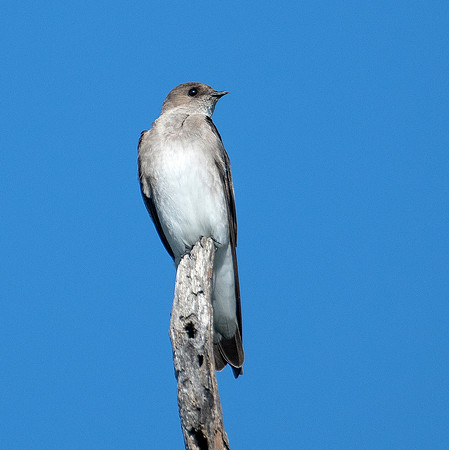 Northern Rough-winged Swallow ws