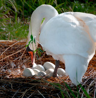 Nest Eggs