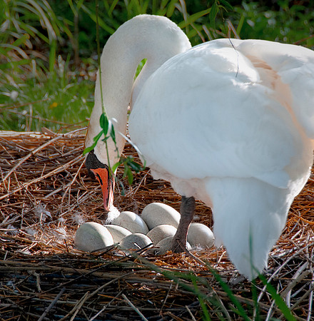 Nest Eggs