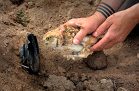 Homebound Burrowing Owl ws