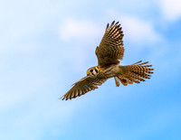 Kestrel Females