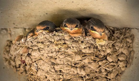 Baby Swallows ws