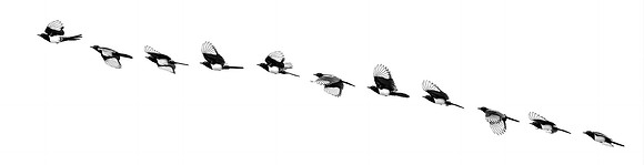 Magpie In Flight Composite ws
