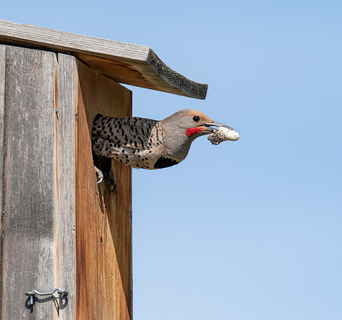 Male PP leaving box AS