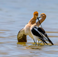 Small, Long Legged Wading Birds: Avocets, Wilson's Phalaropes, Ruddy Turnstone, Sanderling, Sandpipers, Stilts, Whimbrels, Willets and Godwits